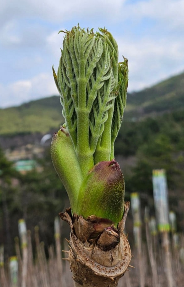 극한직업-고흥-참두릅-현각-운암산-택배