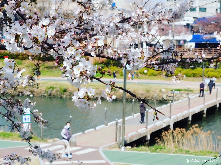 온천천벚꽃사진