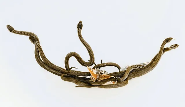 2025년 뱀띠 운세