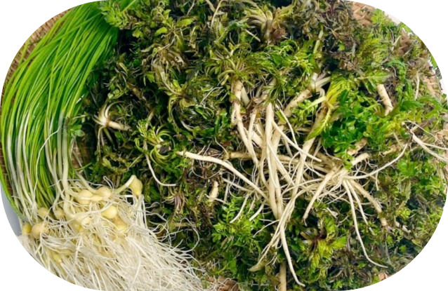 냉이 달래 영양소, 봄철건강, 냉이달래무침, 달래 양념장