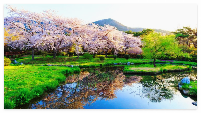진해 생태공원의 잔잔한 호수 수면에 거울처럼 선명하게 반사된 벚꽃나무 풍경