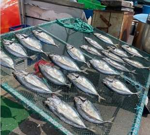 고흥반건조생선