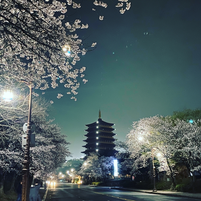 경주 벚꽃