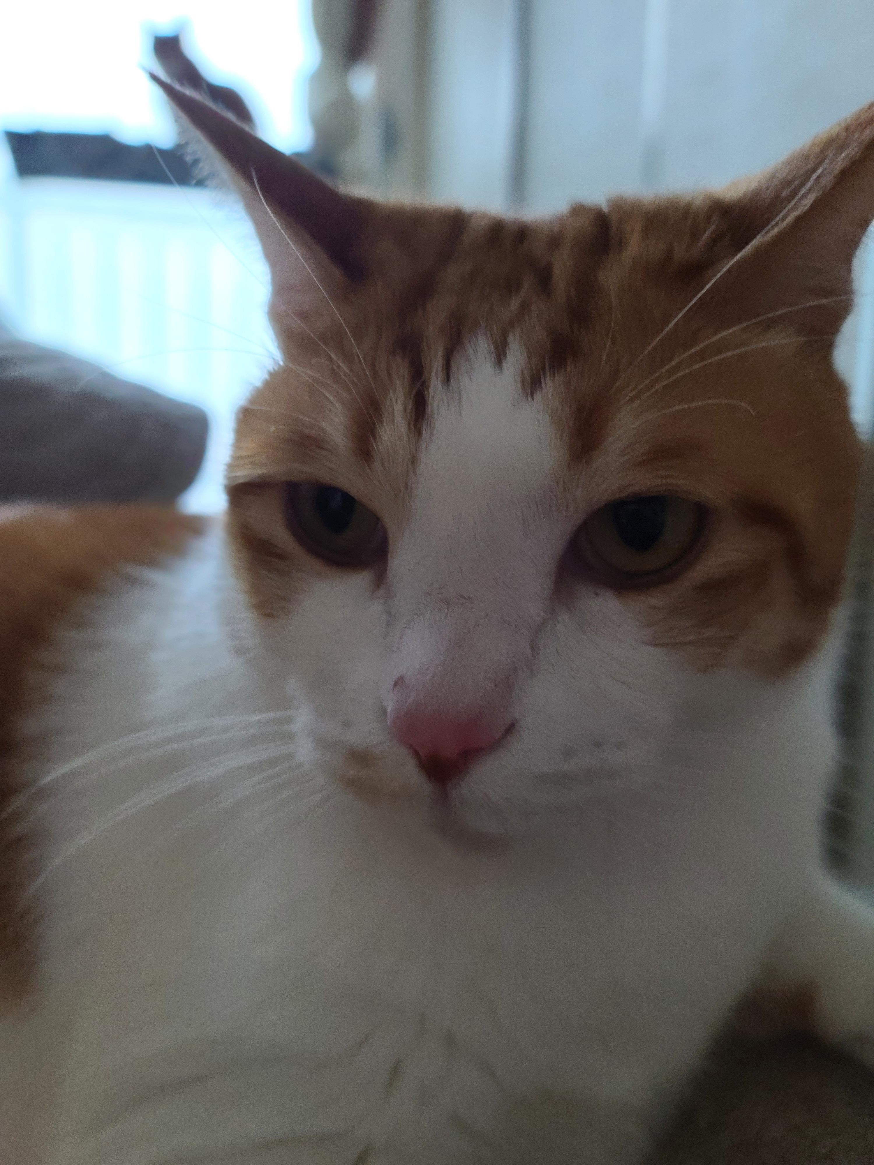 소심한 고양이에게 중2병이 오면..