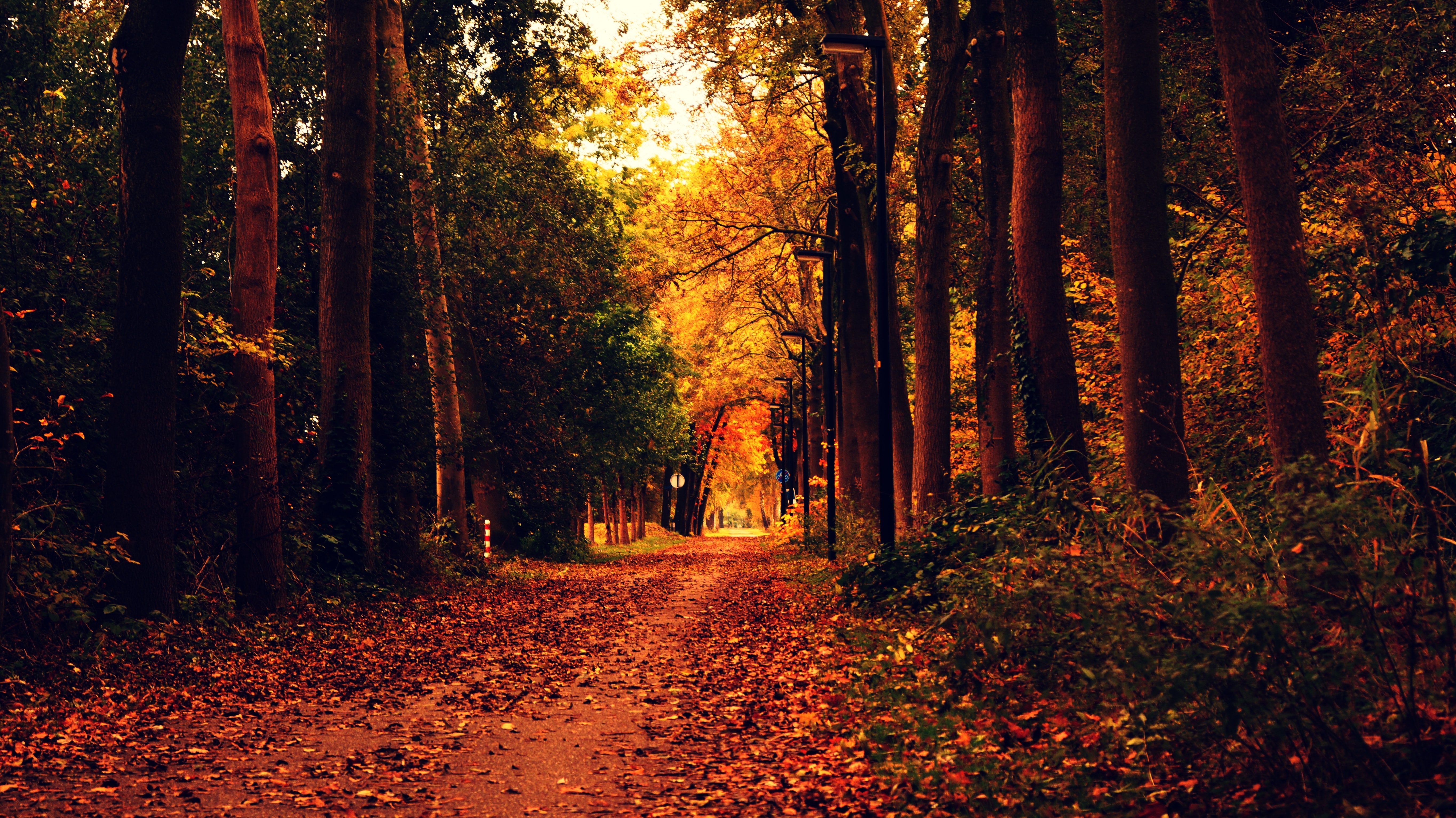 2024 단풍축제 가을 단풍 시기