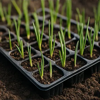 쪽파 심는시기5