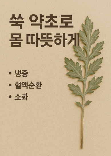 쑥 약초