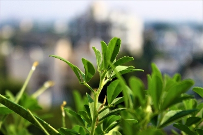 건강 영웅 페뉴그릭(호로파)