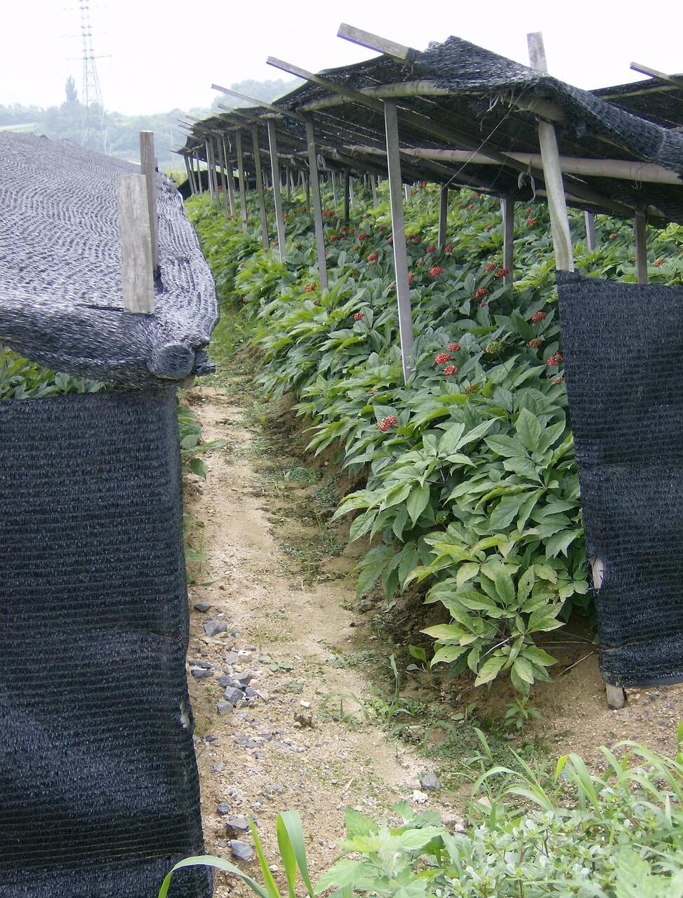 인삼 홍삼 효능 효과 인삼홍삼 차이점 섭취방법 가공방법 인삼홍삼기능
