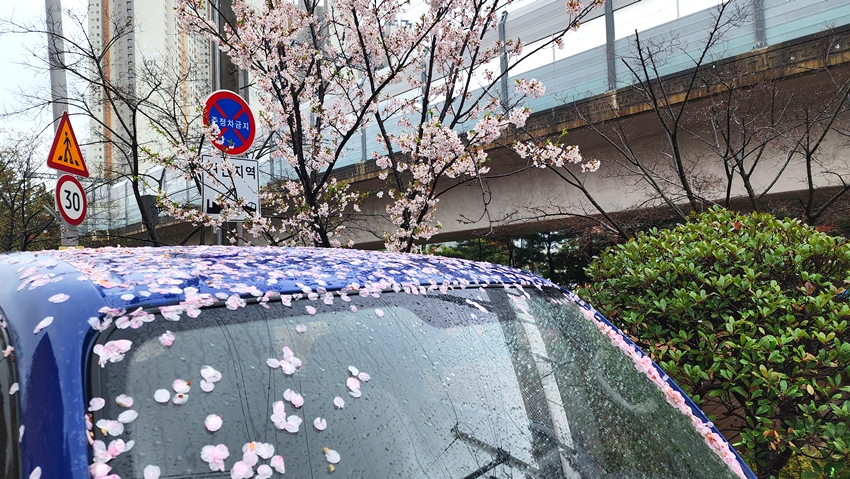 온천천 벚꽃