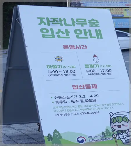 인제 자작나무숲_8