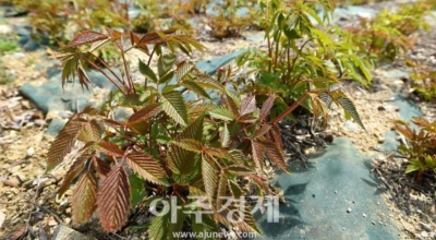 눈개승마 이미지