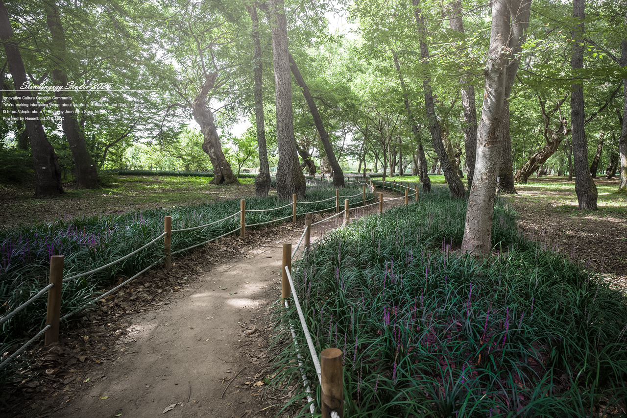 #영천 #숲 #맥문동 #오리장림