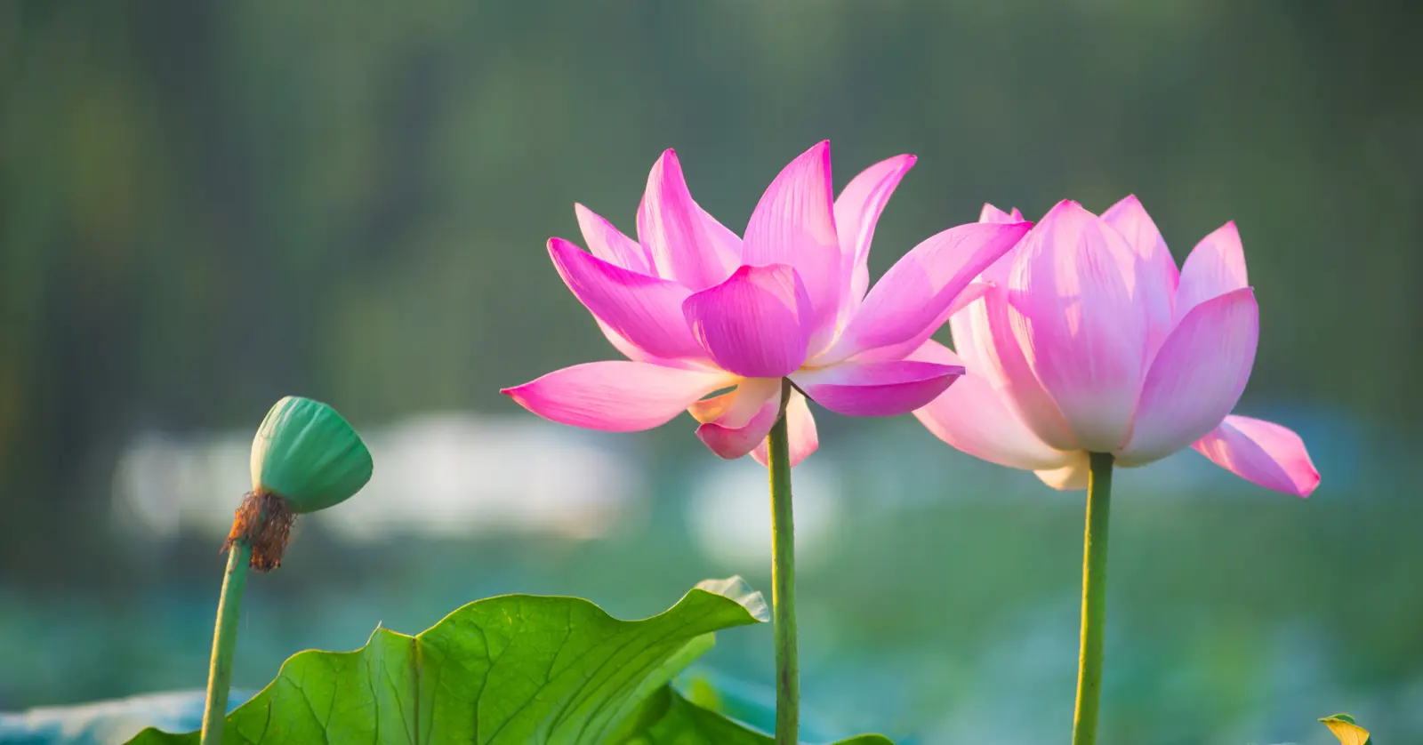 꽃이름 알려주는 어플