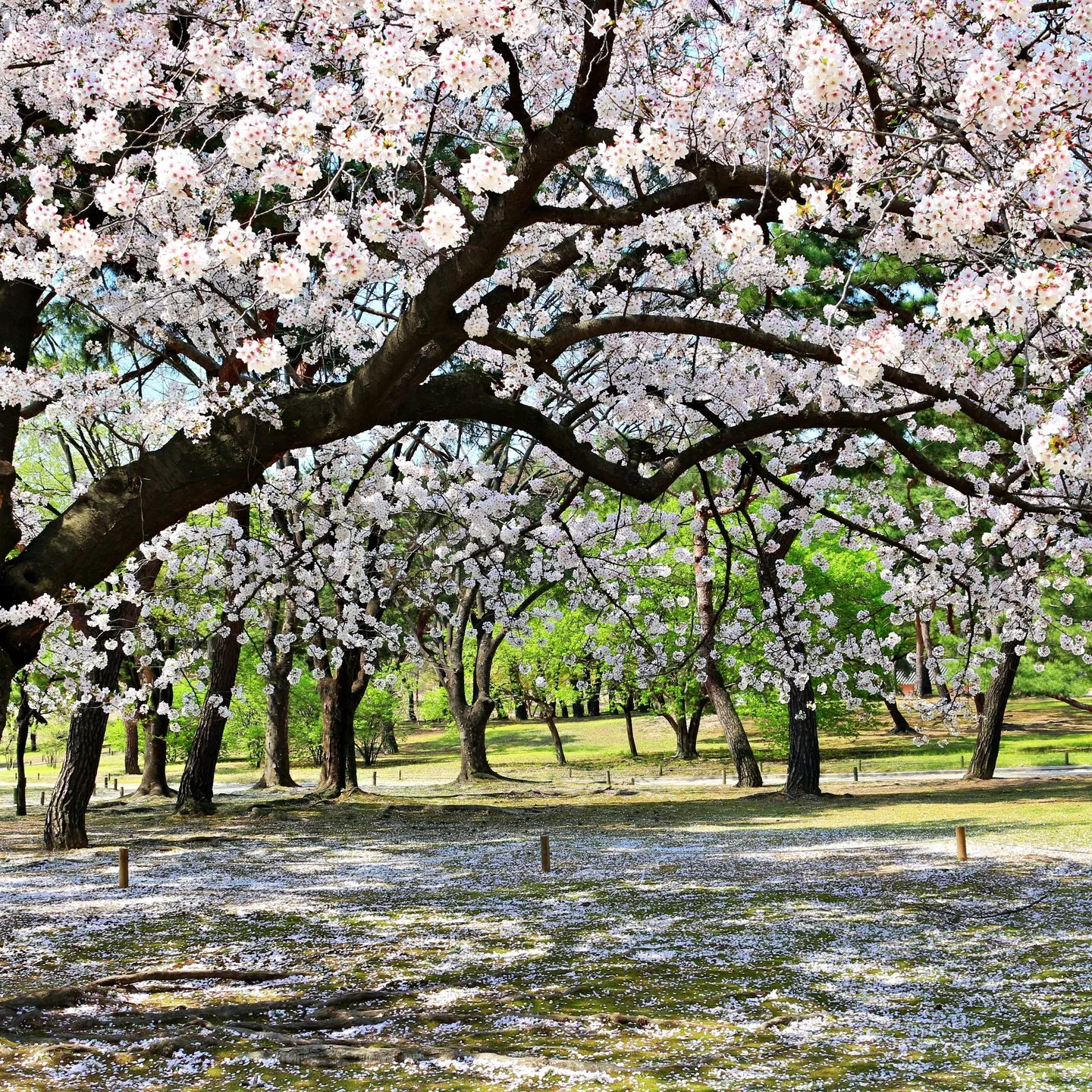 창경궁 특별관람