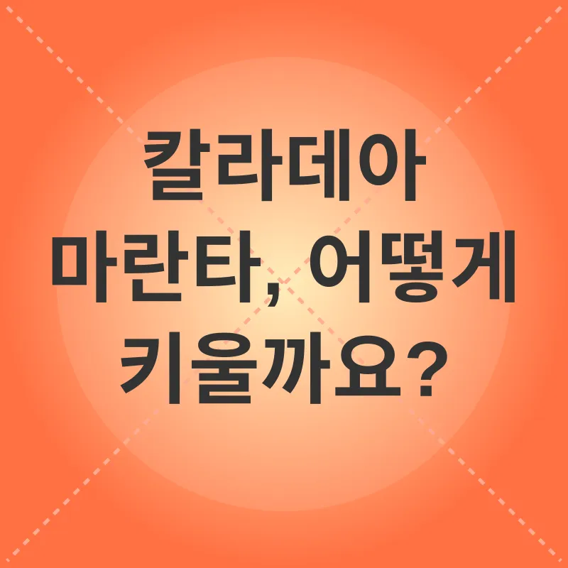 칼라데아 마란타 키우기_2