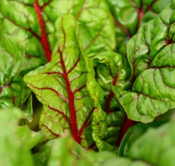 이석증에 좋은 음식 영양제 식단