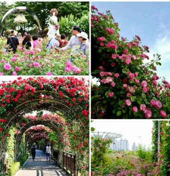 아파트 화단에 핀 5월의 꽃 송엽국 작약 금계국 털개구리미나리_3