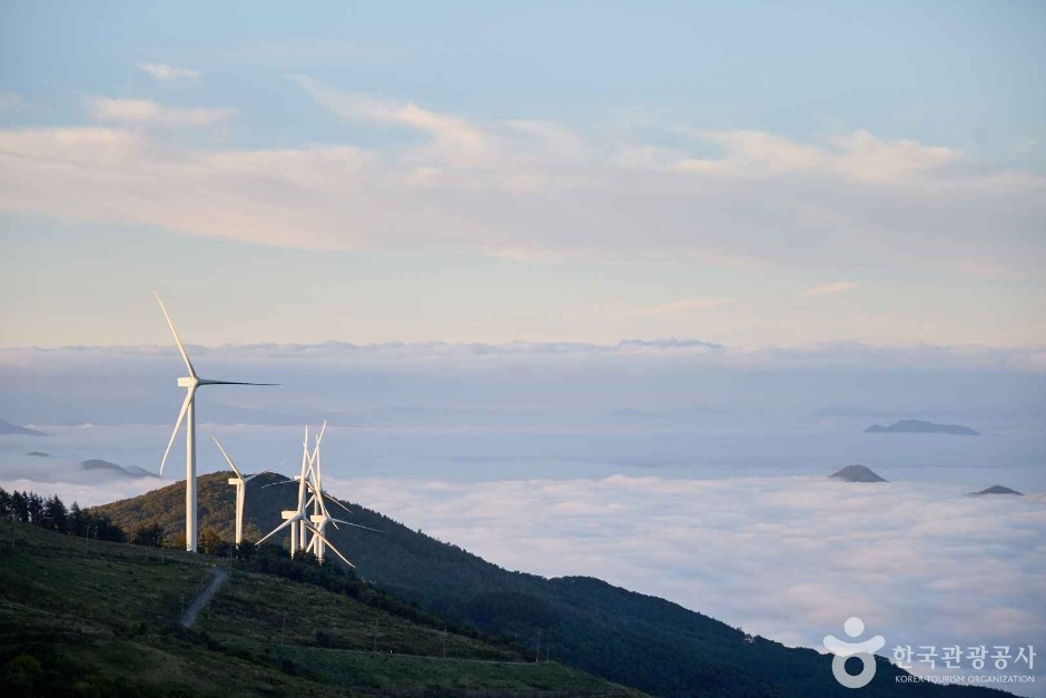 평창 육백마지기 샤스타 데이지