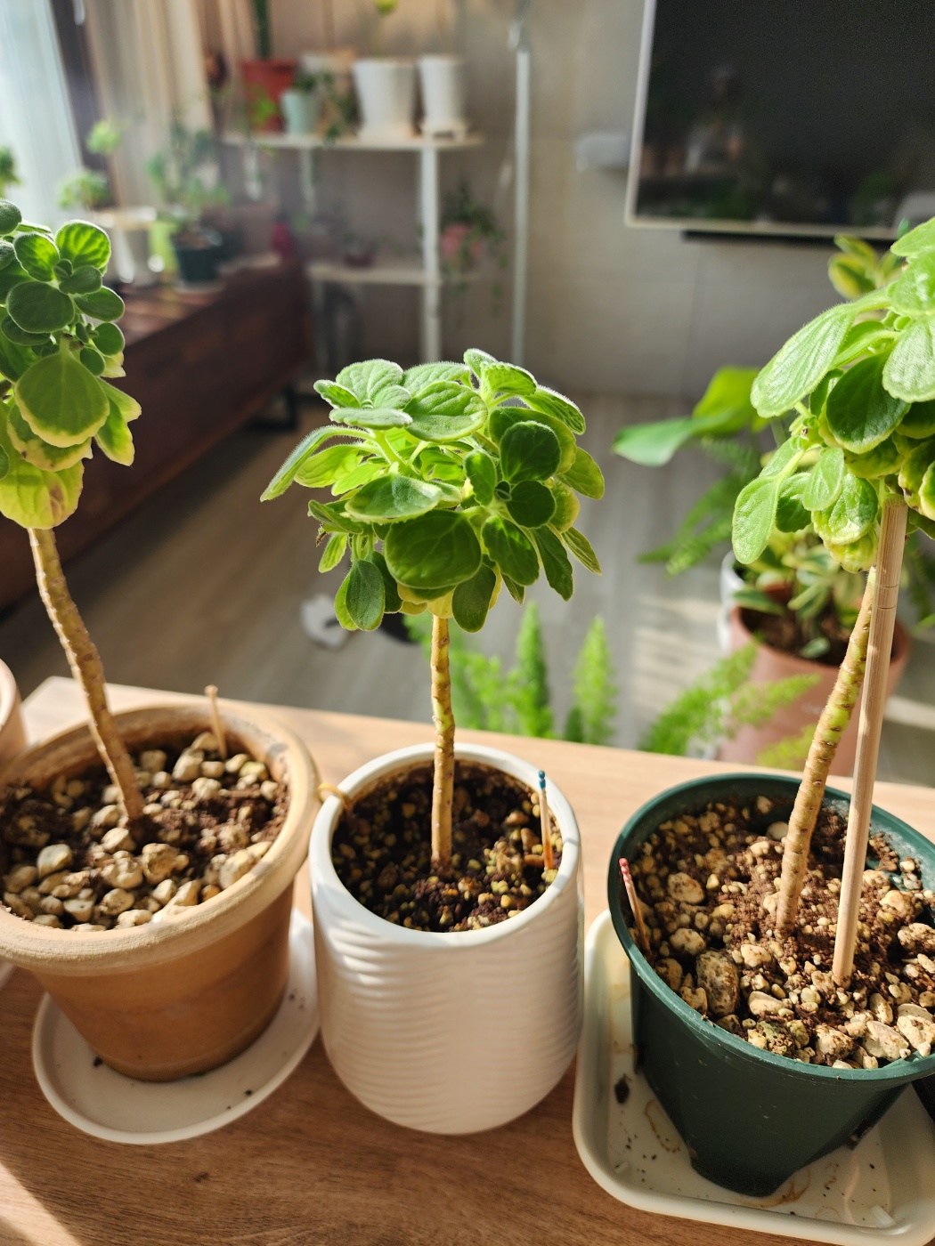 동그란 수형으로 잘 만들어지고 있는 장미허브