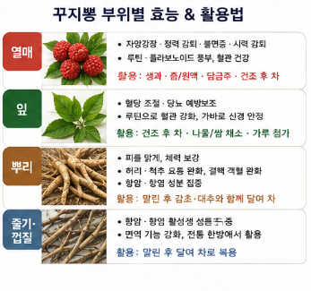 꾸지뽕-효능-먹는방법-부작용-열매-남자