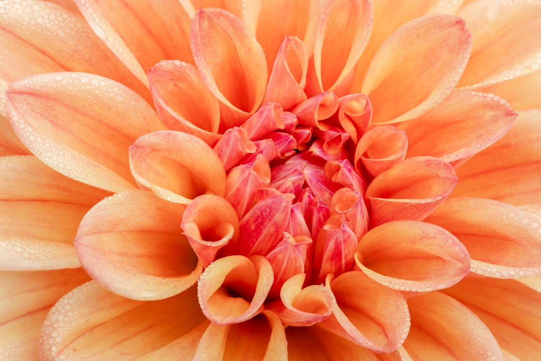 Blossom