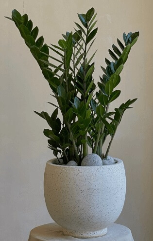 돈이 들어오는 식물