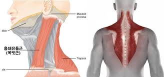 이세희 괄사 셀프마사지 흉쇄유돌근 턱선 ㅣ이세희 전참시
