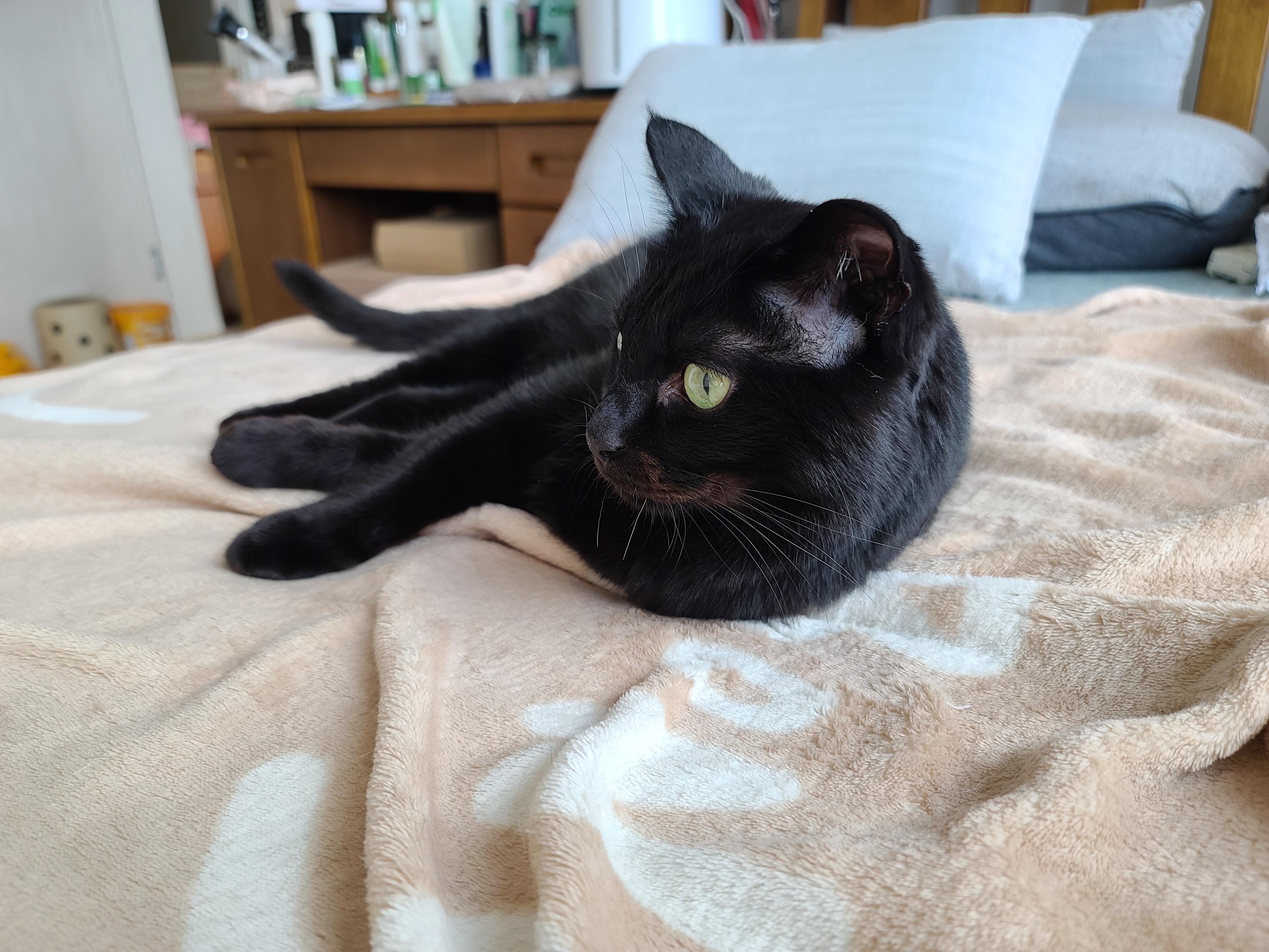 올블랙 건이 보고 힐링~ 그냥 예뻐서 올리는 영상과 사진.