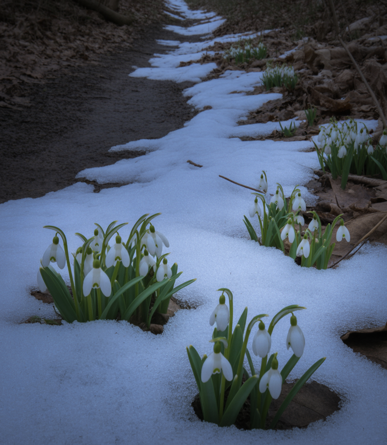 봄을 여는 가장 작은 거인