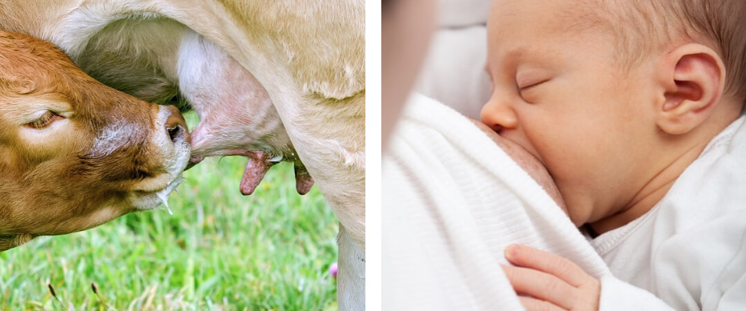 송아지와 아이가 엄마 젖을 먹는사진