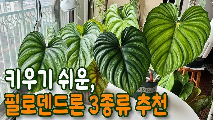 필로덴드론 물주기 지지대세우기 분갈이 비료관리 튼튼하게 키우기_1