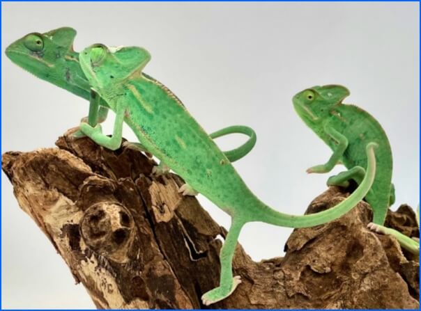 베일드 카멜레온