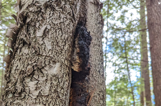 차가버섯 효능 : 간 건강