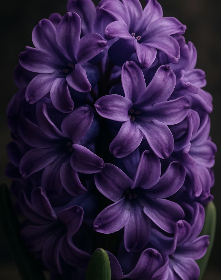 너무 무거운 왕관&amp;#44; 꽃의 무게