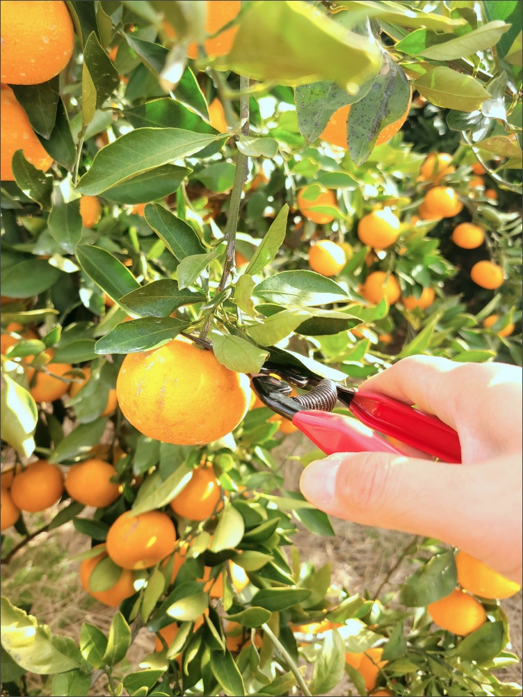 감귤-따기-체험4