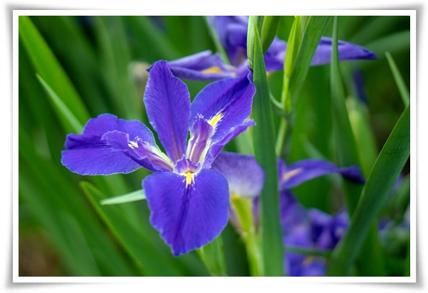 화초 &quot;붓꽃 키우기&quot; 아름다움과 놀라운 효능을 지닌 꽃 아이리스!