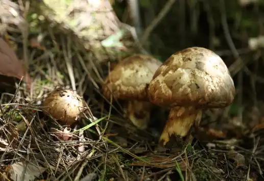 자연산 송이버섯 가격 및 시세, 효능 효과