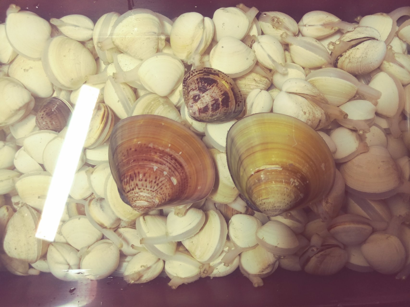 갯벌체험