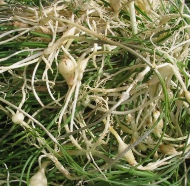 달래 효능 부작용 뿌리 고르는법