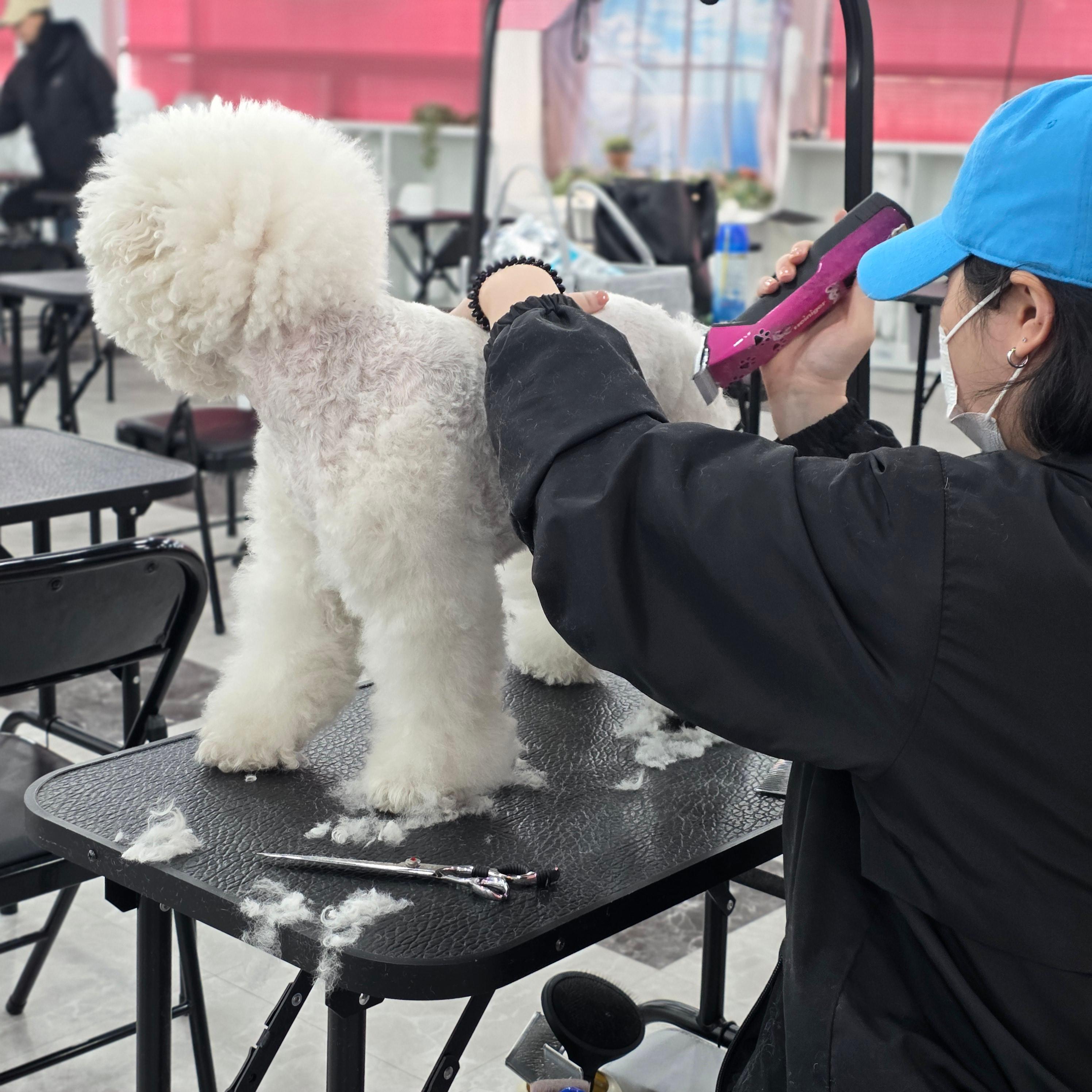 진주애견미용학원
