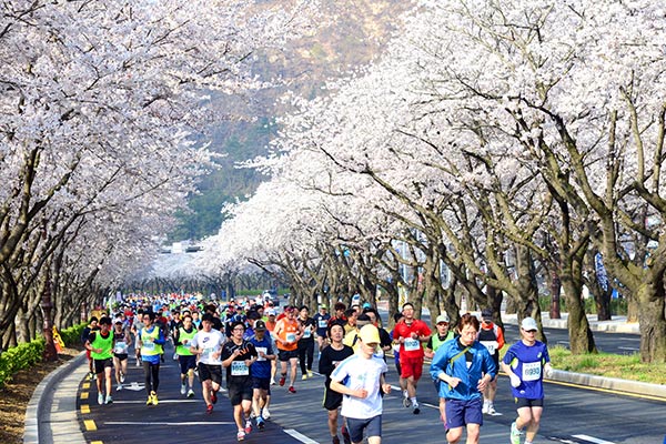 25년 경주 벚꽃 마라톤 대회 가이드, 일정, 예약, 꿀팁, 바로가기, 대회정보