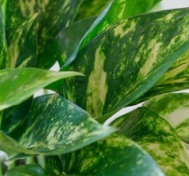 스킨답서스 (Pothos) 덩굴성 식물 인테리어 식물