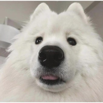 강아지 사료&amp;#44; 강아지 용품 전문가 비교!