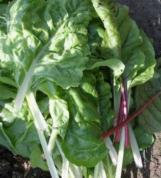 근대 효능과 부작용 나물 먹는법 고르는법 칼로리