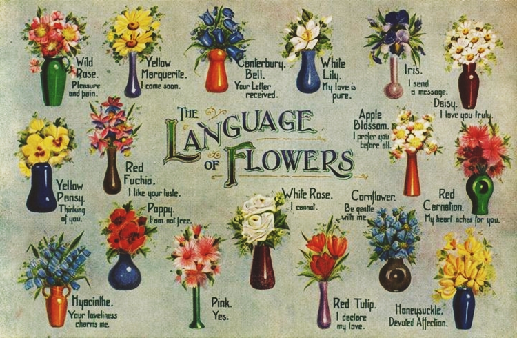 꽃말이 적힌 엽서