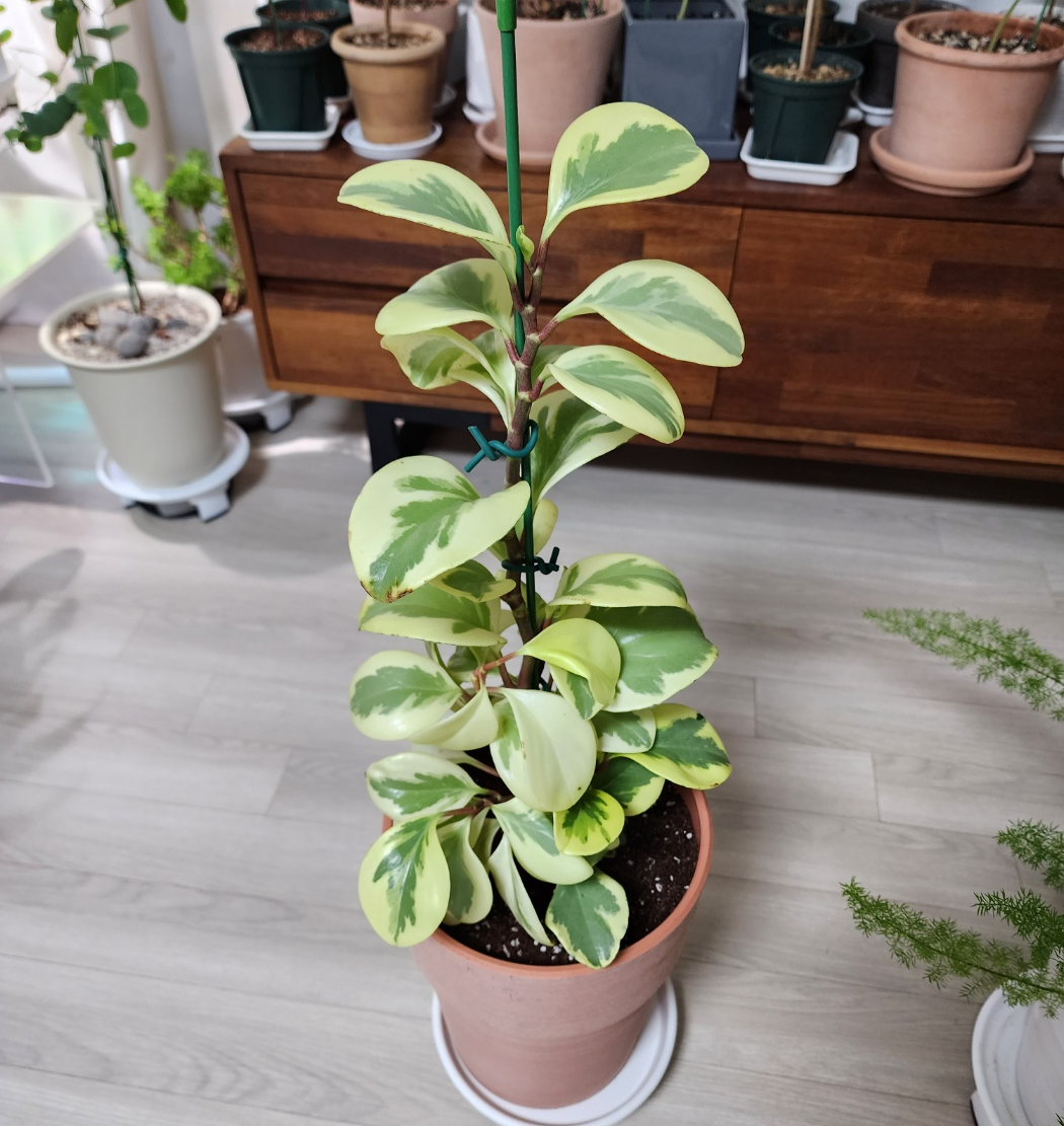 분갈이 완료한 골드페페