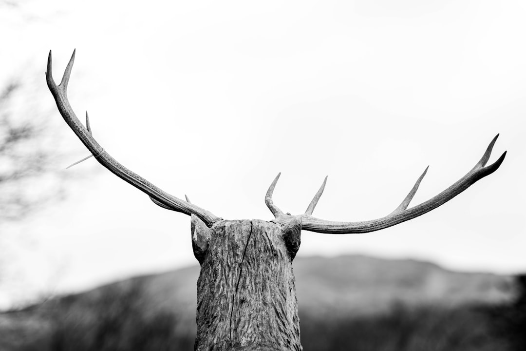 Deer antler