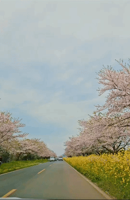 벚꽃 개화시기 2025