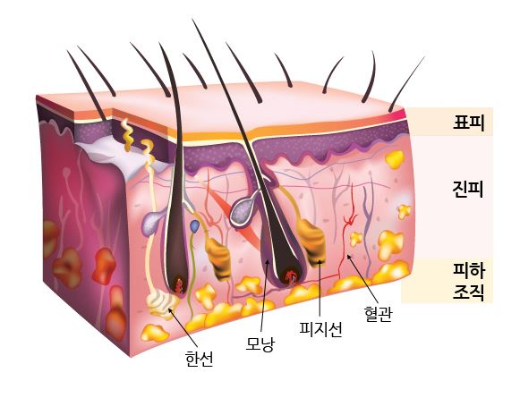 피부의구조